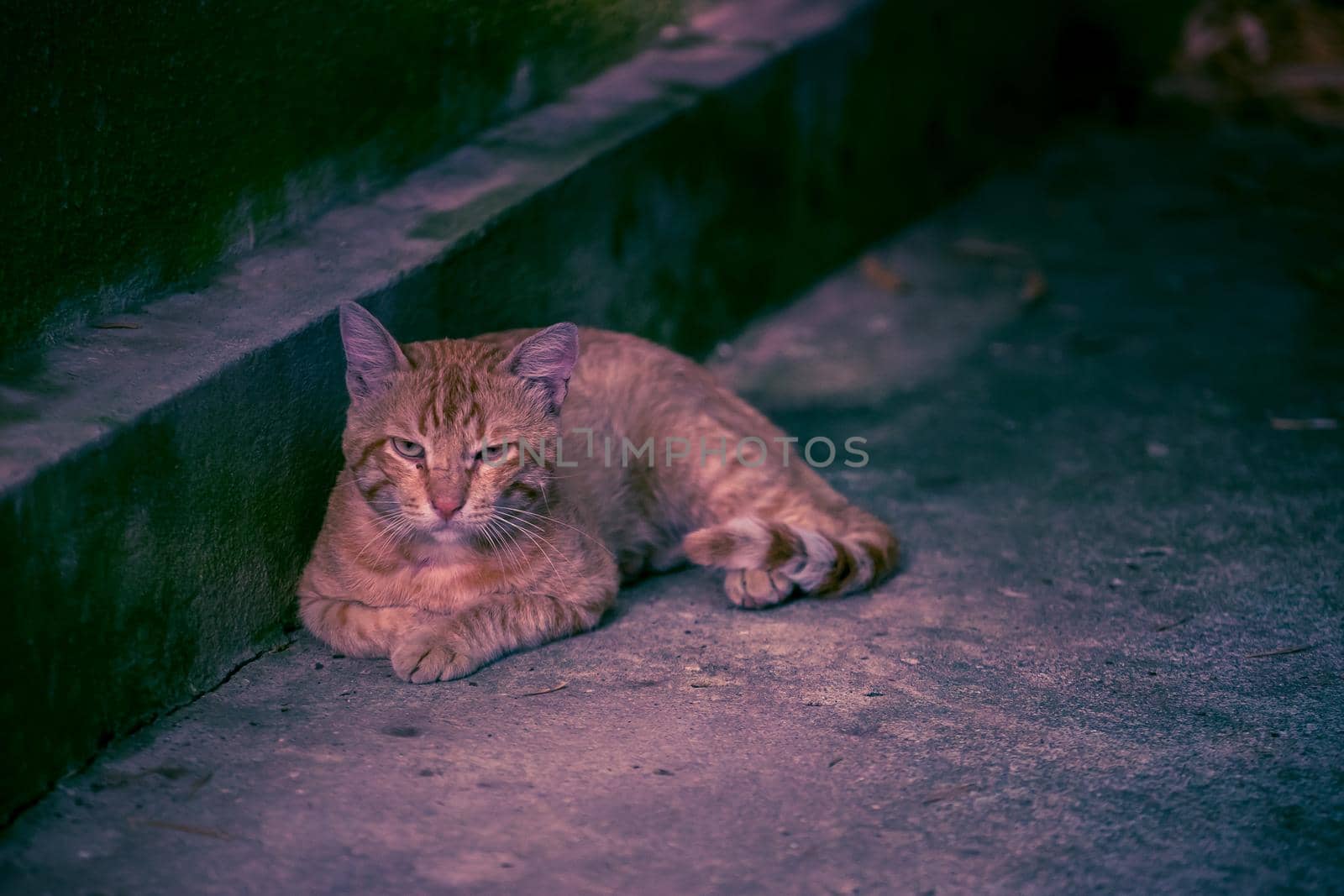 sad red cat lying on the concrete floor in the evening
