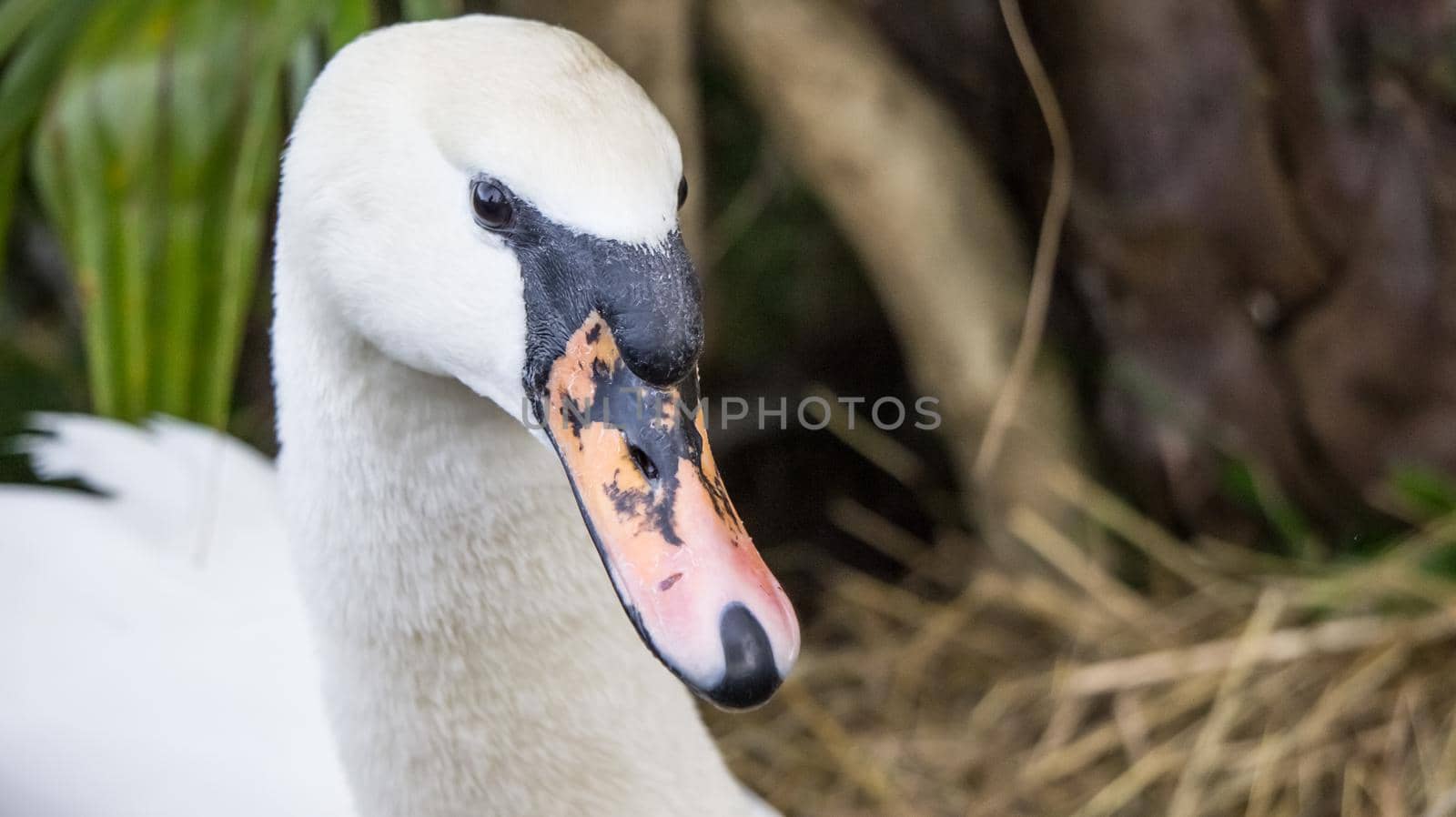 Portrait of a white Swan close-up on a floral background. Wildlife, birds.