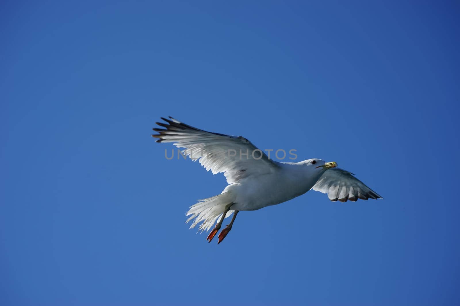 Sea gull in flight against the blue sky on a clear summer day.