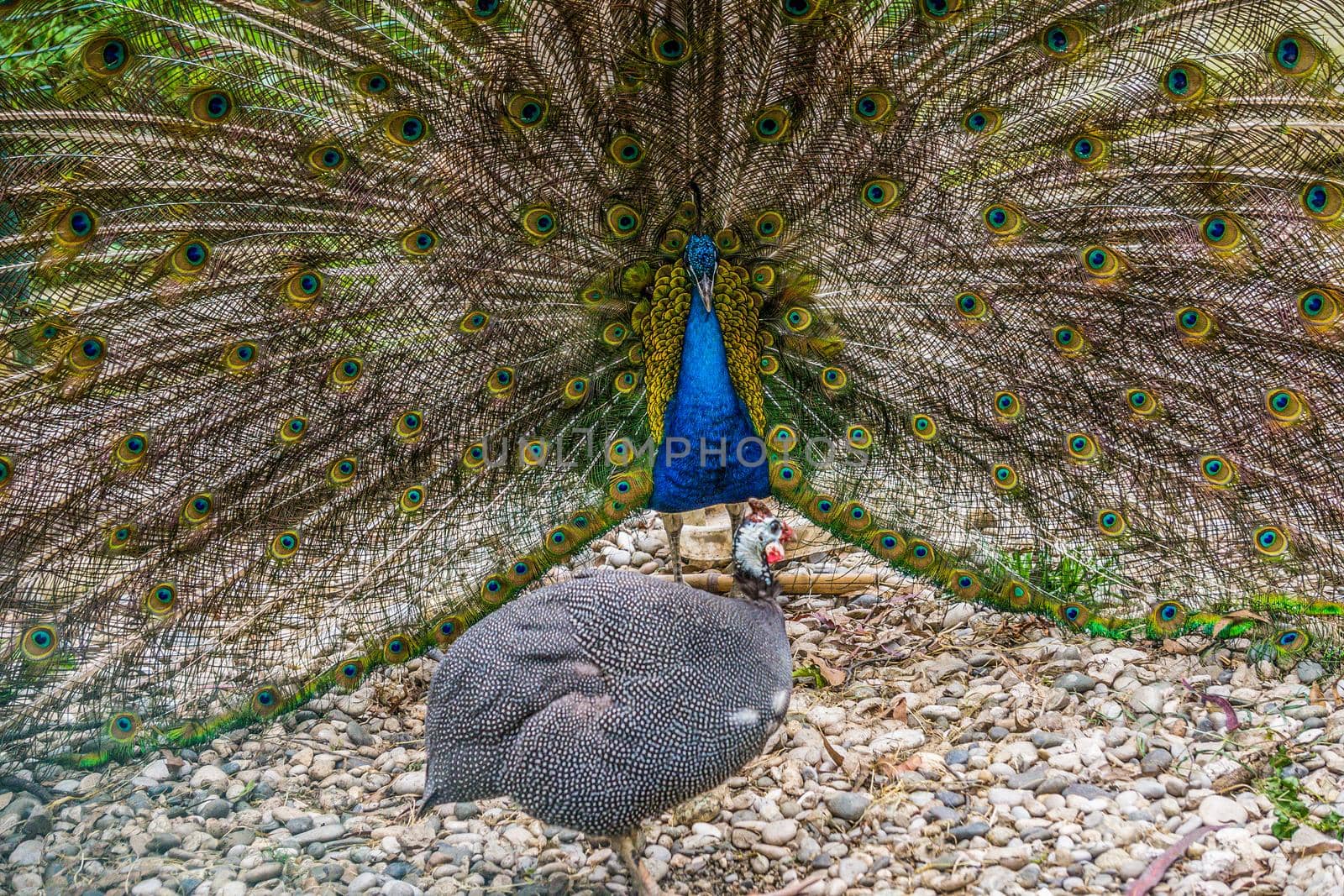 Portrait of a young peacock with an open tail. Beauty of nature.
