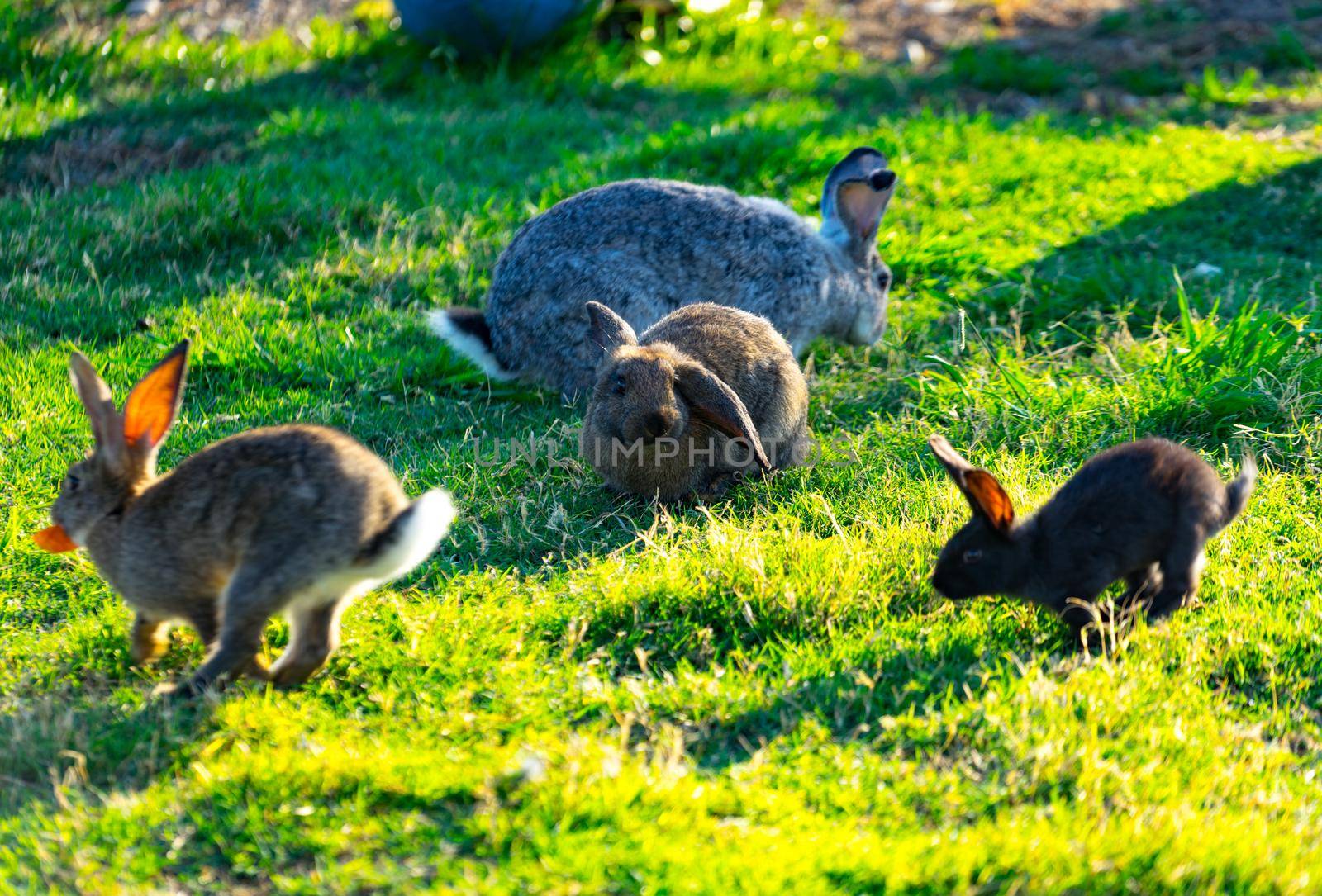 A lot of colored rabbits with fluffy hair sitting on green grass on the meadow in Sunny weather.