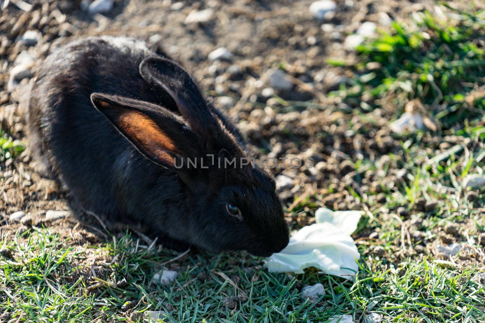 Rabbit with black-and-brown coat sits on green the grass on a glade in solar weather.