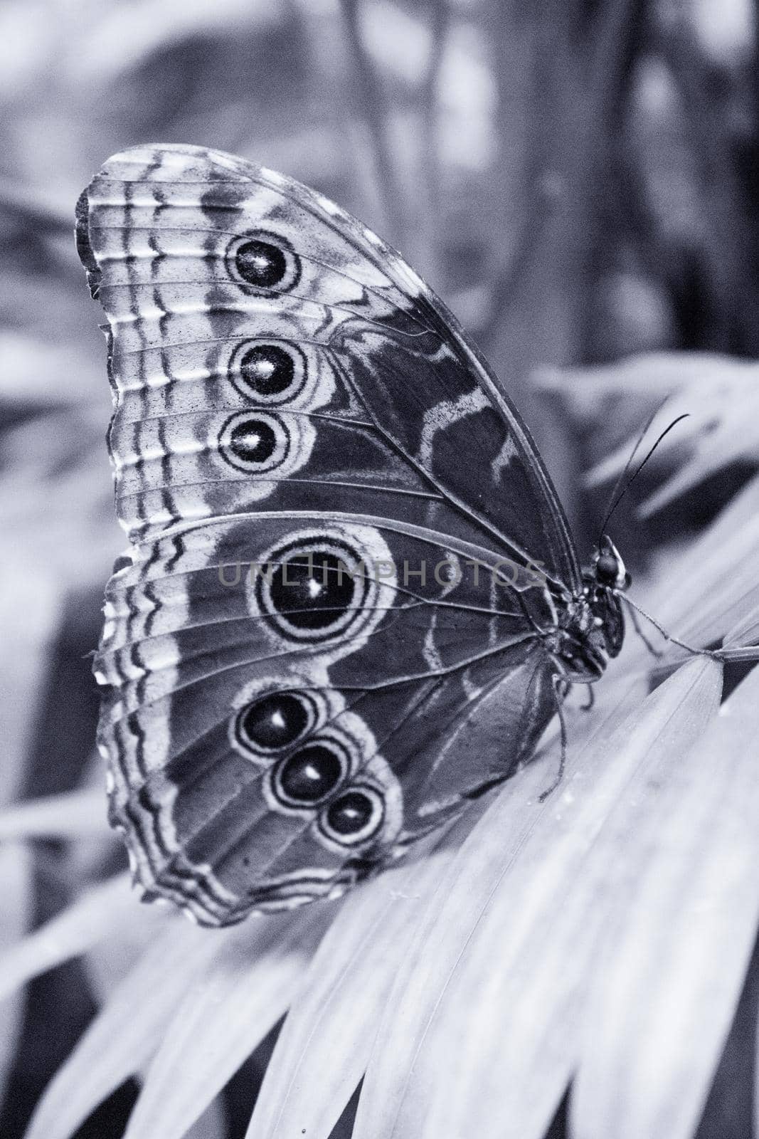Blue morpho butterfly with closed wings. No people