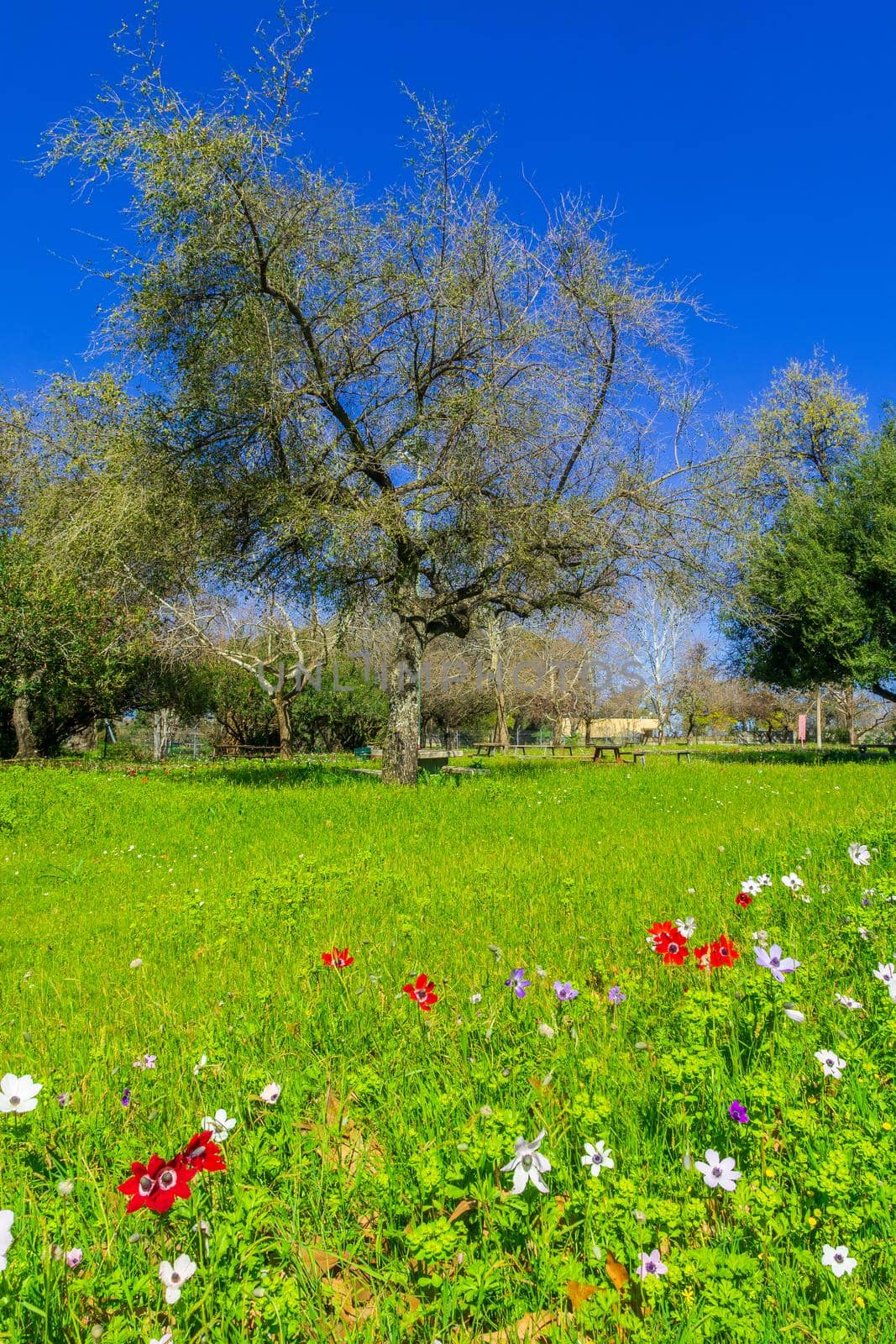 View of colorful Anemone wildflowers, and trees, in Horshat Tal National Park, Hula Valley, Northern Israel