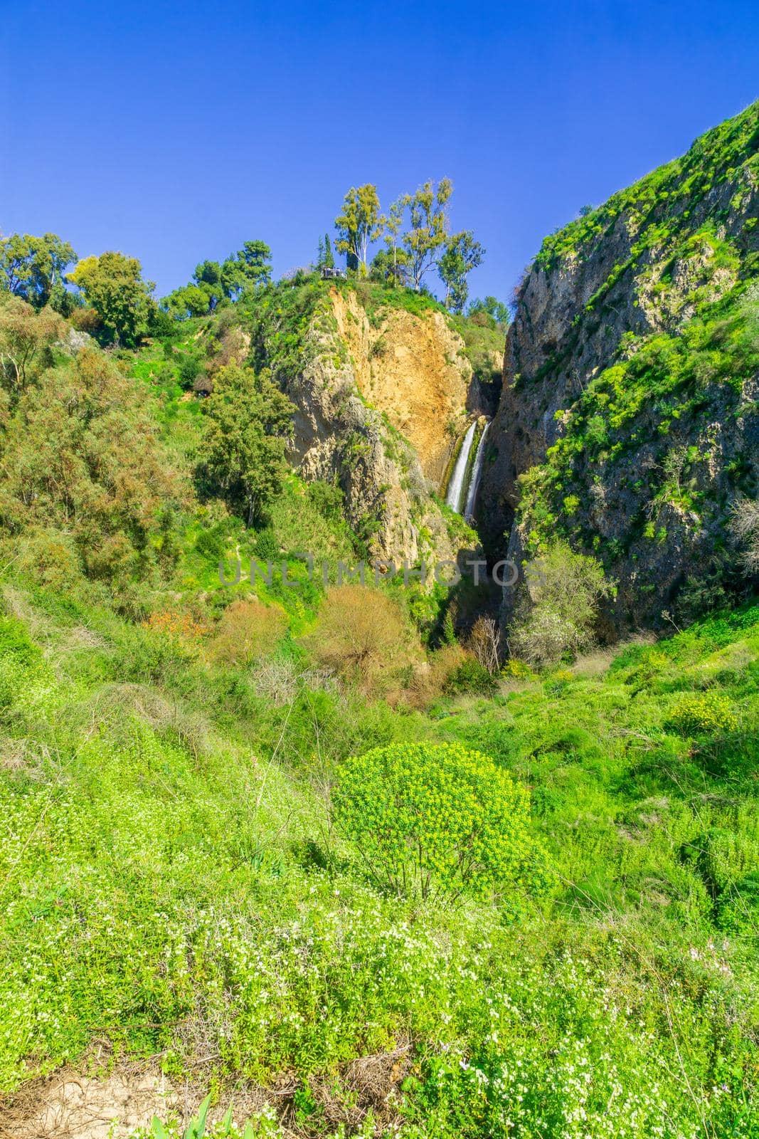 Tanur waterfall, wildflowers, in the Ayun Stream Nature Reserve by RnDmS