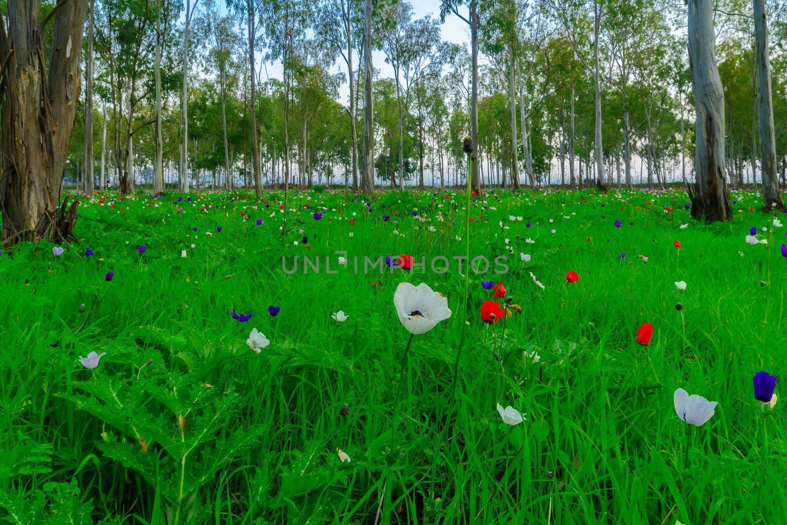 View of colorful Anemone wildflowers in a Eucalyptus grove, near Megiddo, Northern Israel