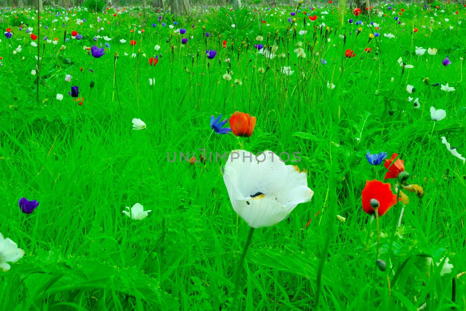 Colorful Anemone wildflowers, near Megiddo by RnDmS