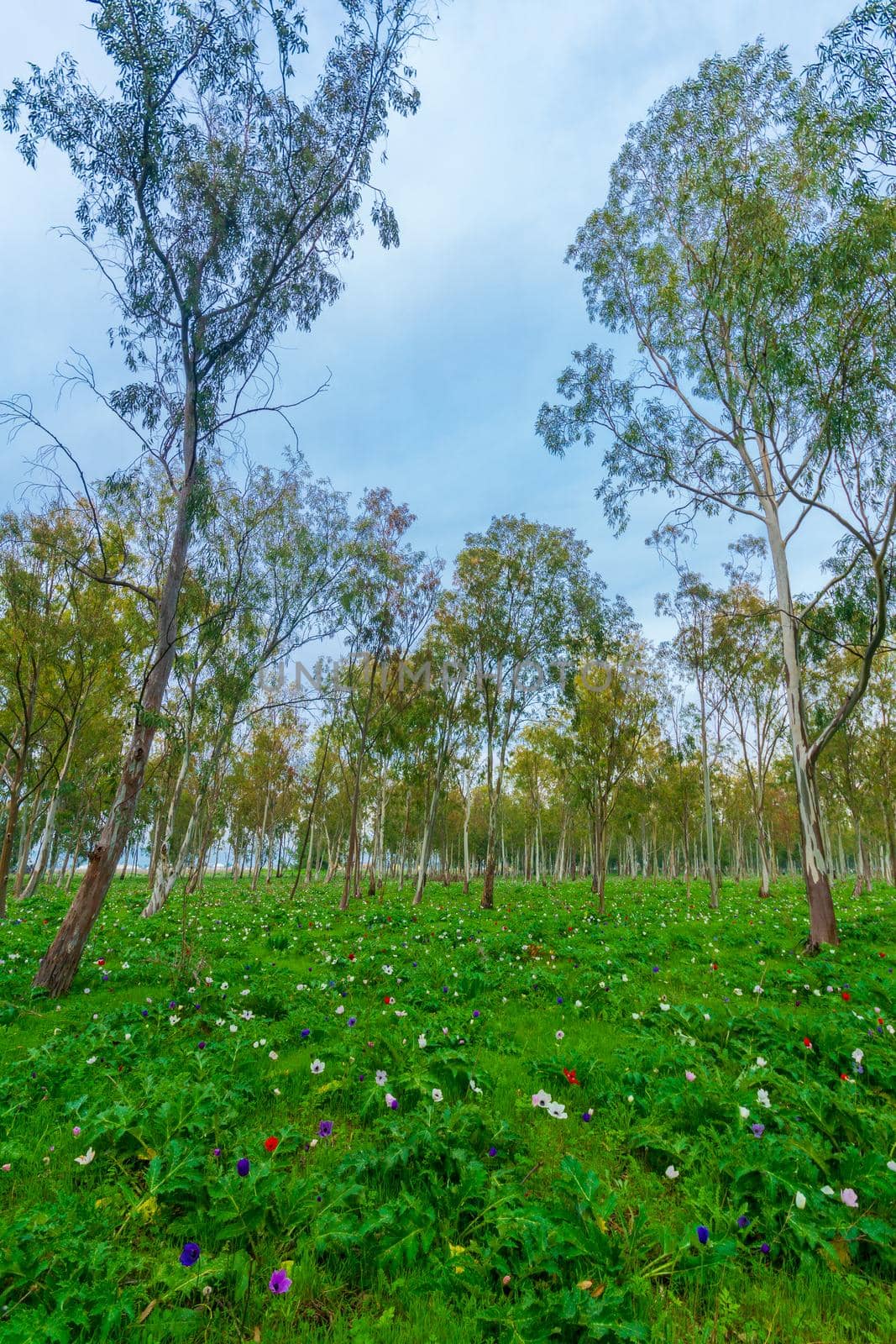 View of colorful Anemone wildflowers in a Eucalyptus grove, near Megiddo, Northern Israel