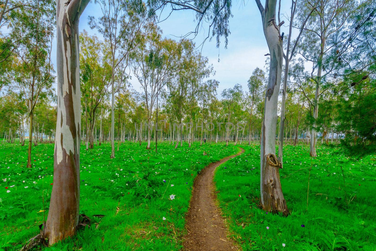 Footpath and colorful Anemone wildflowers in a Eucalyptus grove by RnDmS