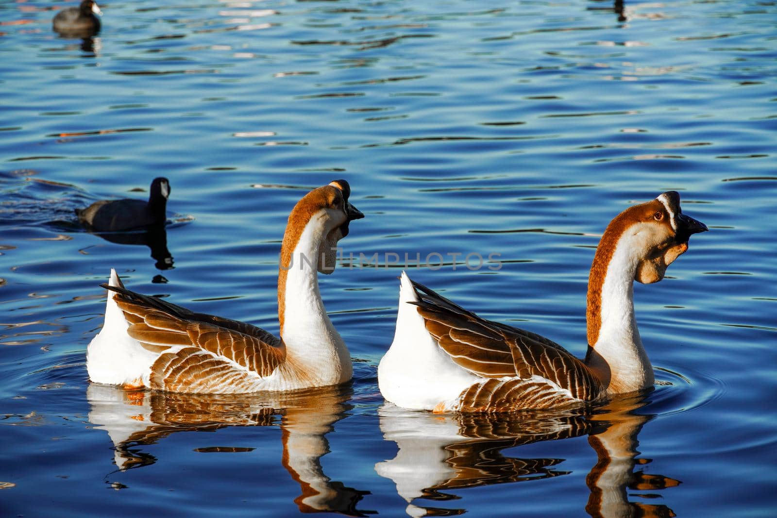 Goose on a lake by Bonandbon