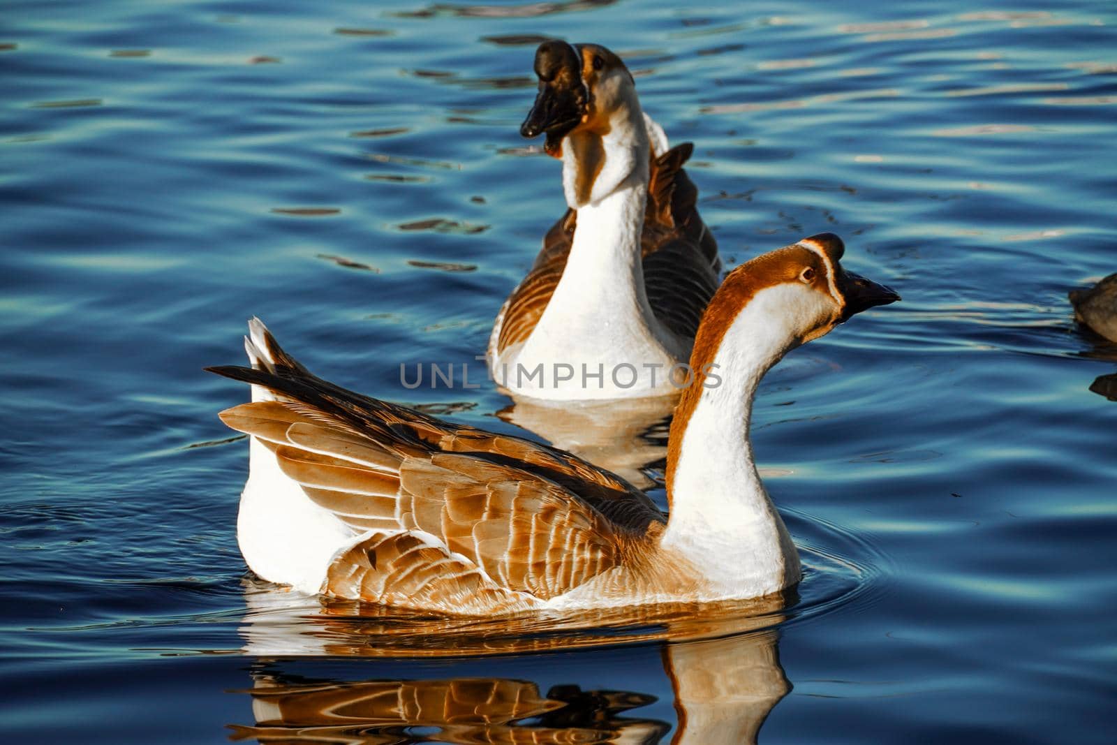 Goose on a lake, Bird Grey lag Goose