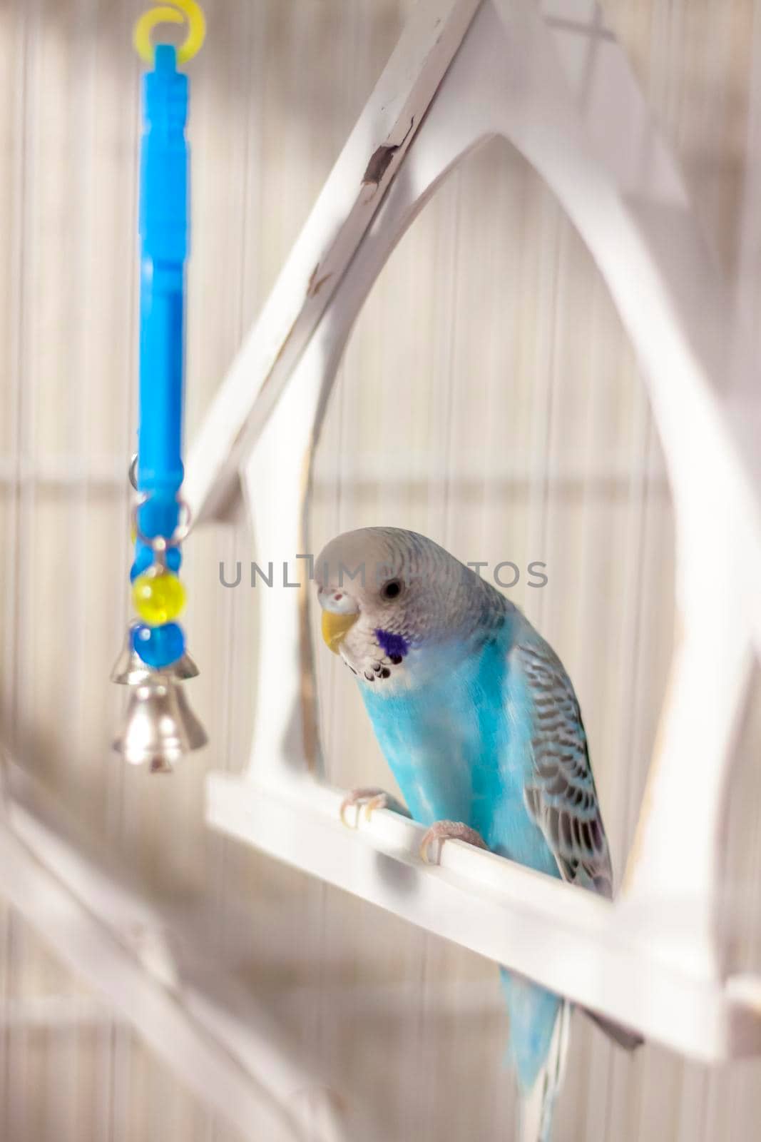 A budgie. A blue budgie sits in a cage. Poultry.  by Alina_Lebed