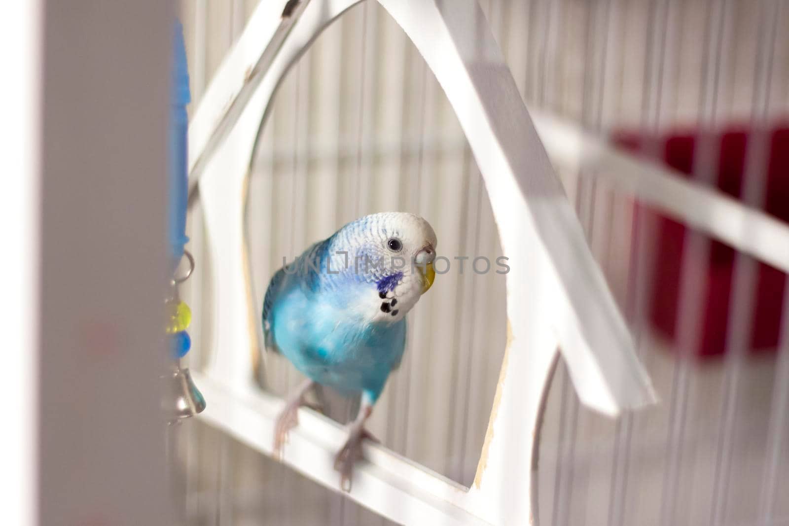 A budgie. A blue budgie sits in a cage. Poultry.  by Alina_Lebed