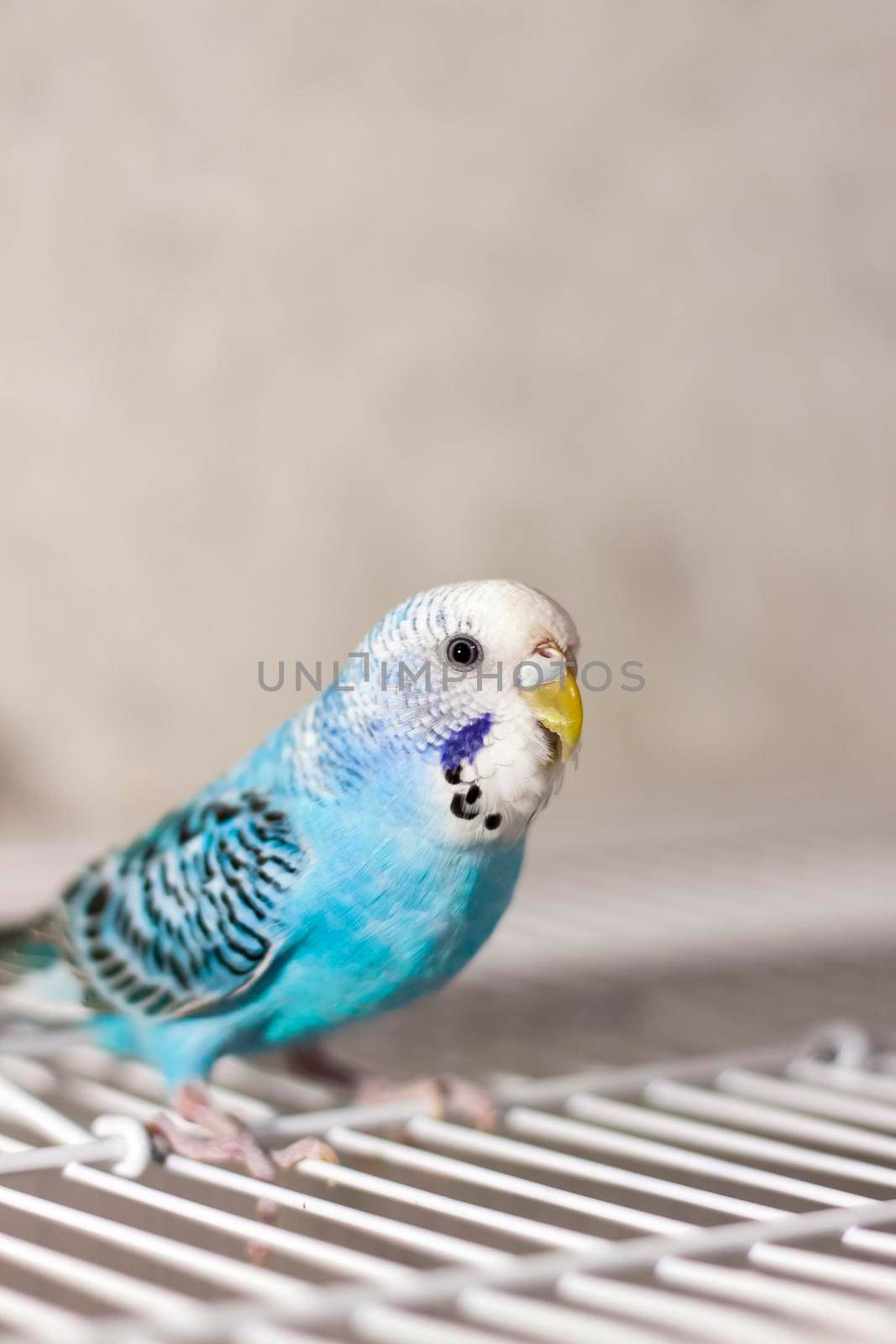 A beautiful blue budgie sits without a cage. Tropical birds at home.  by Alina_Lebed