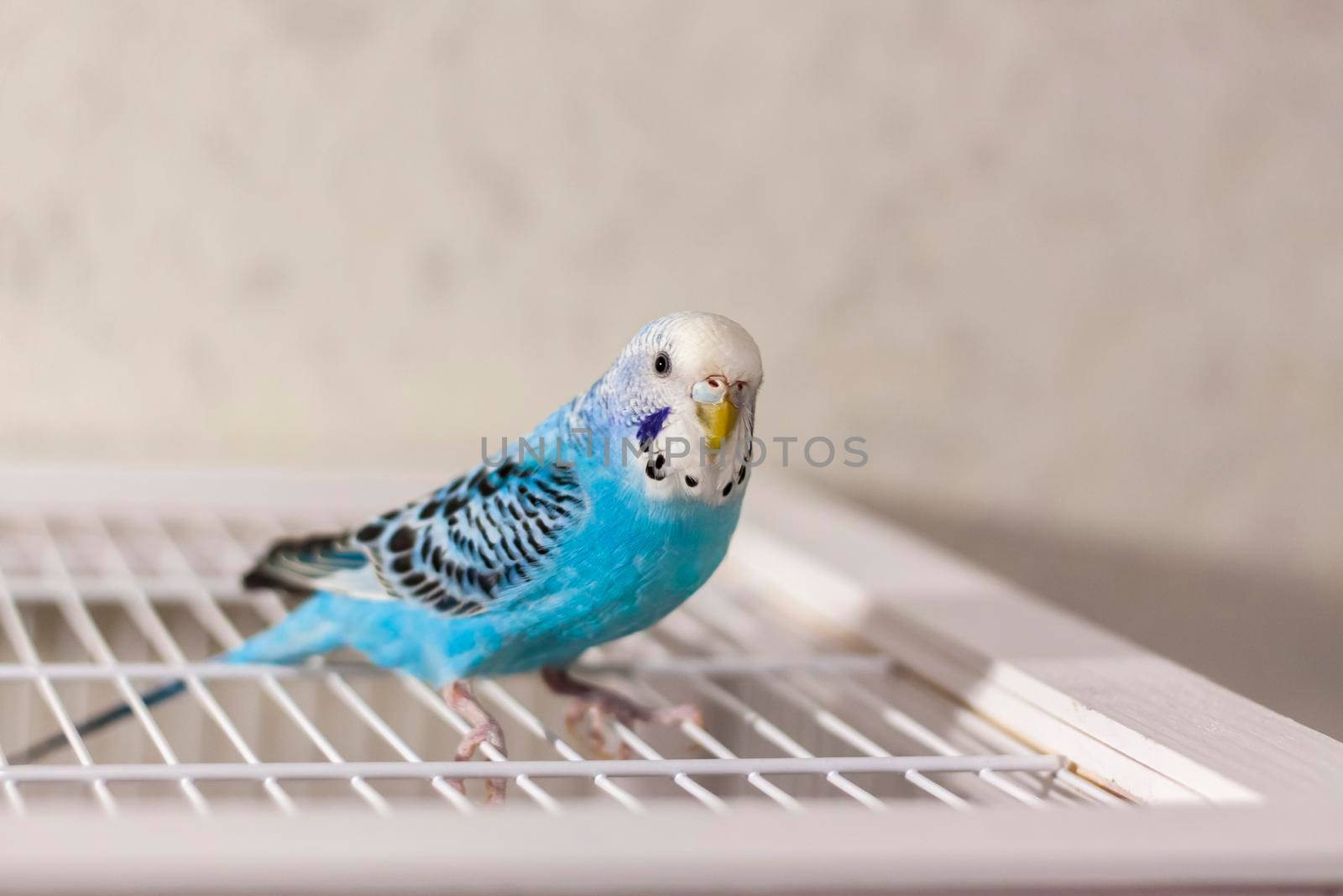 A beautiful blue budgie sits without a cage. Tropical birds at home.  by Alina_Lebed