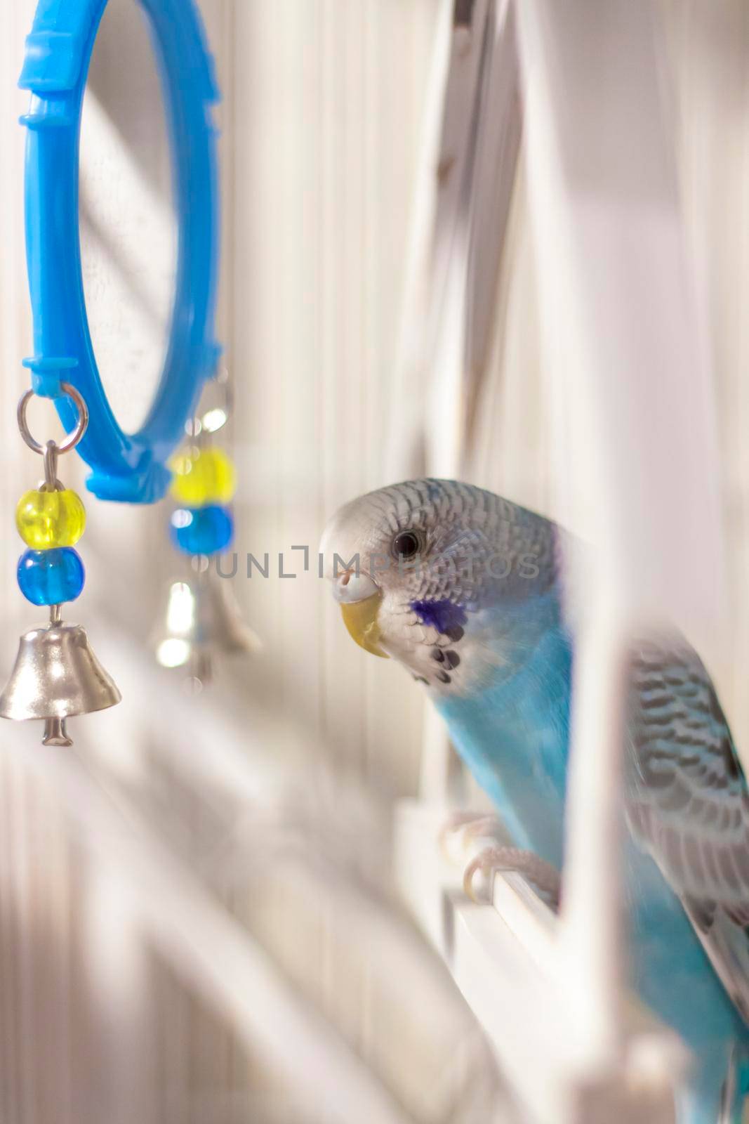 A budgie. A blue budgie sits in a cage. Poultry. by Alina_Lebed