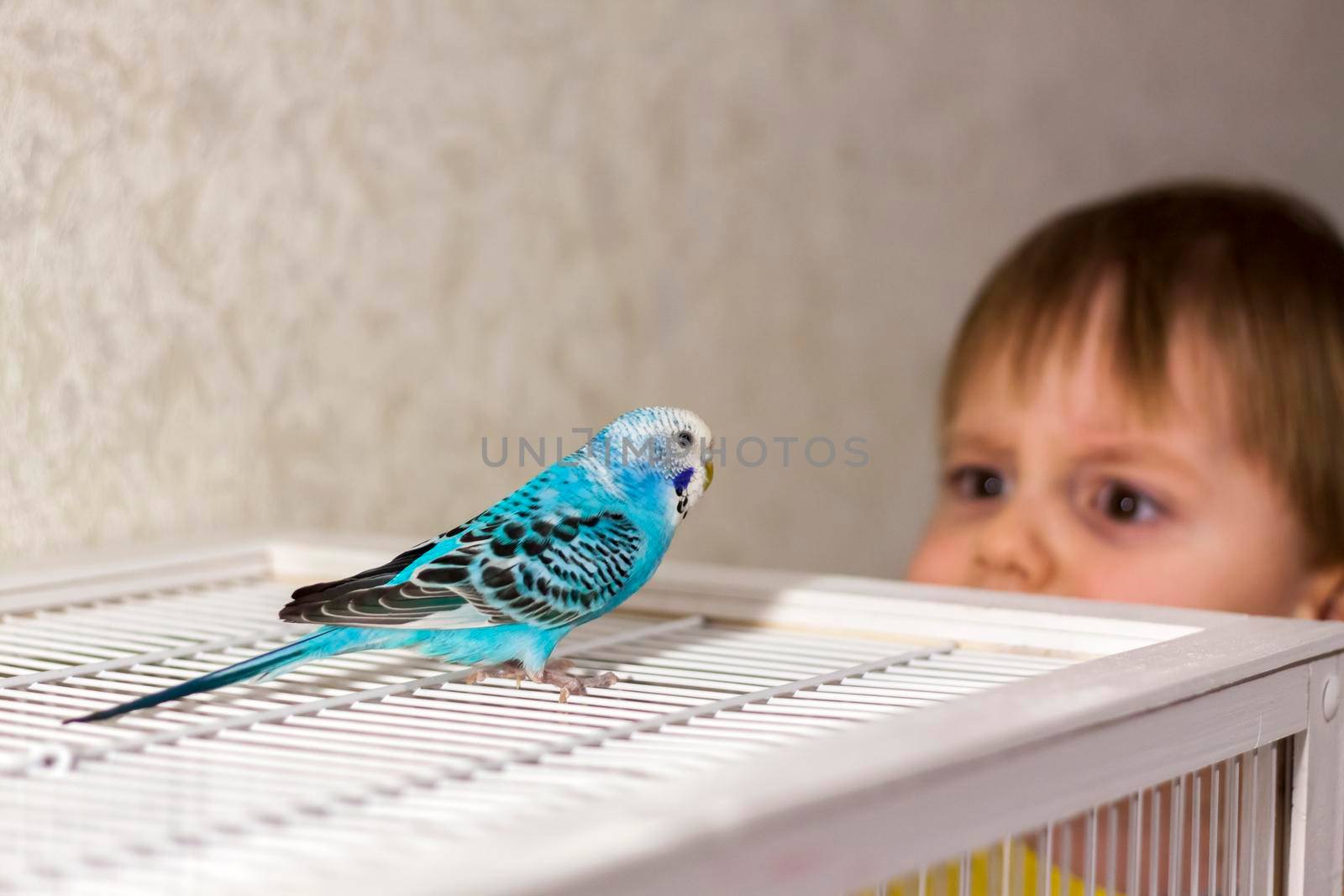 A beautiful blue budgie sits without a cage. Tropical birds at home. Feathered pets at home.