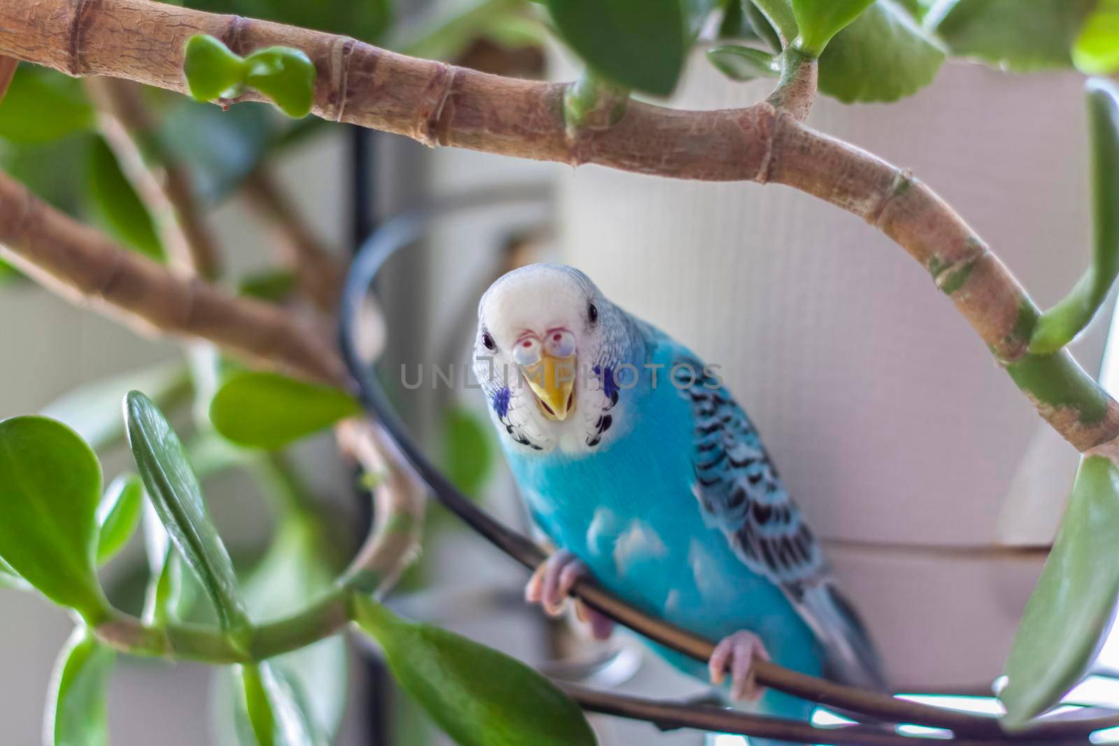 A beautiful blue budgie sits without a cage on a house plant. Tropical birds at home. Feathered pets at home. 