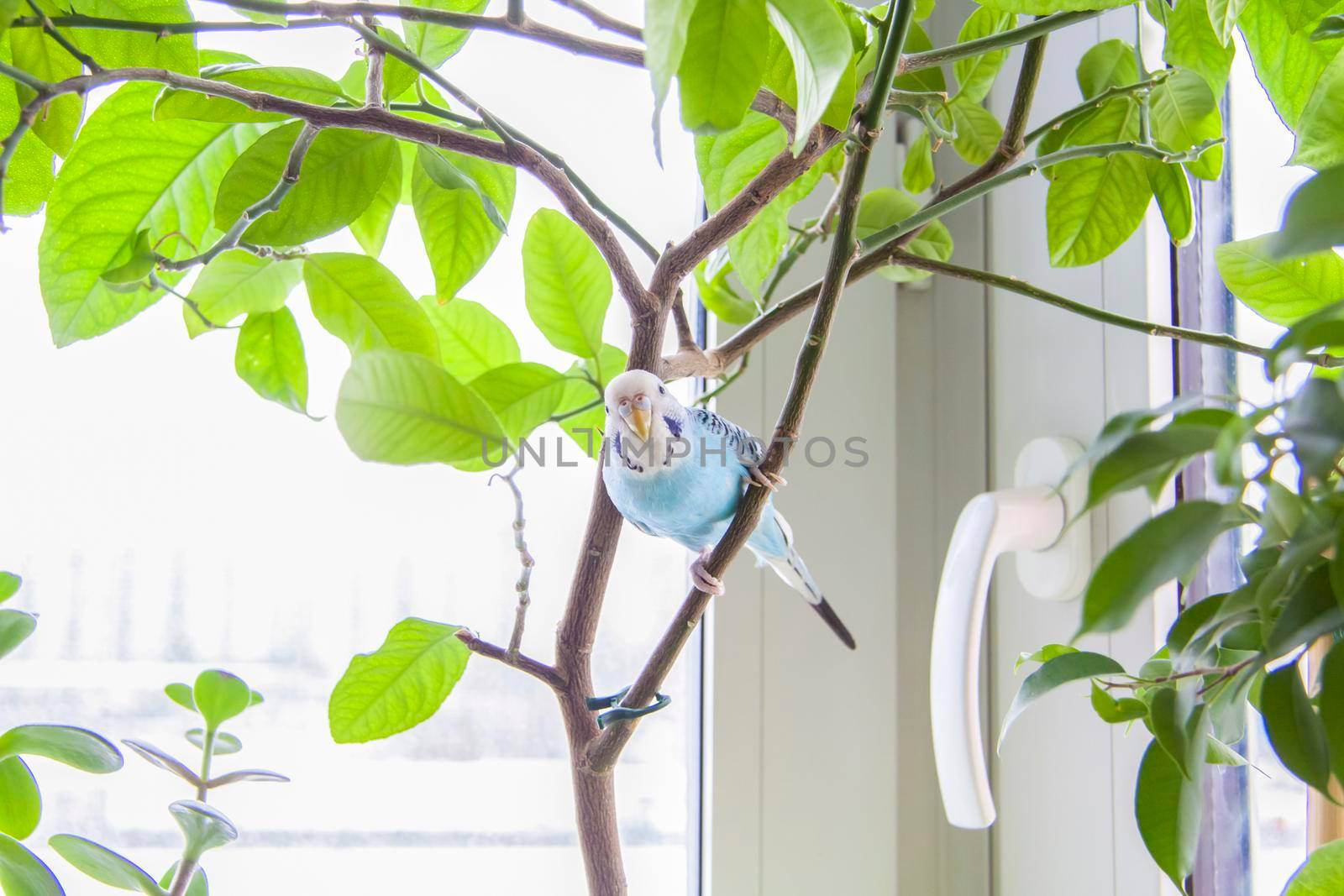 A beautiful blue budgie sits without a cage on a house plant. Tropical birds at home. Feathered pets at home.