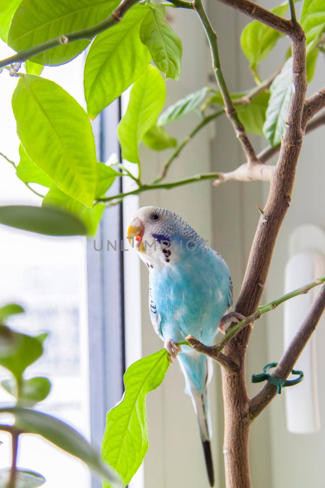 A beautiful blue budgie sits without a cage on a house plant. Tropical birds at home. Feathered pets at home.