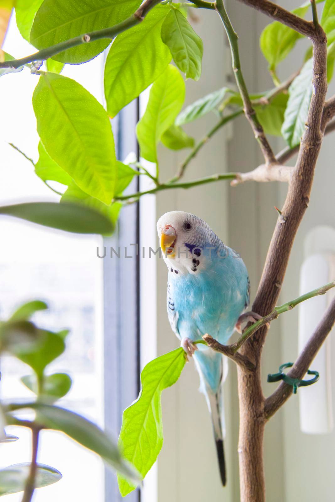 A beautiful blue budgie sits without a cage on a house plant. Tropical birds at home. Feathered pets at home. 