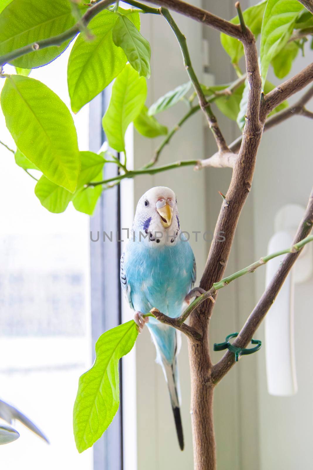 A beautiful blue budgie sits without a cage on a house plant. Tropical birds at home. Feathered pets at home.