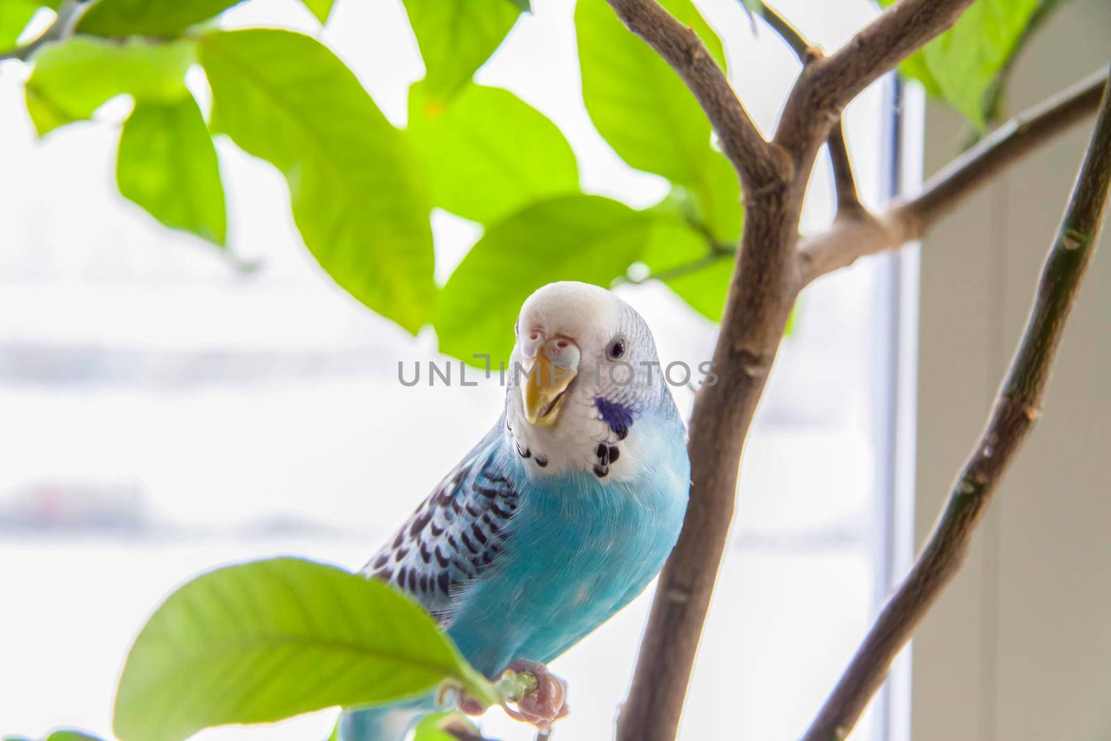 A beautiful blue budgie sits without a cage on a house plant. Tropical birds at home. Feathered pets at home.