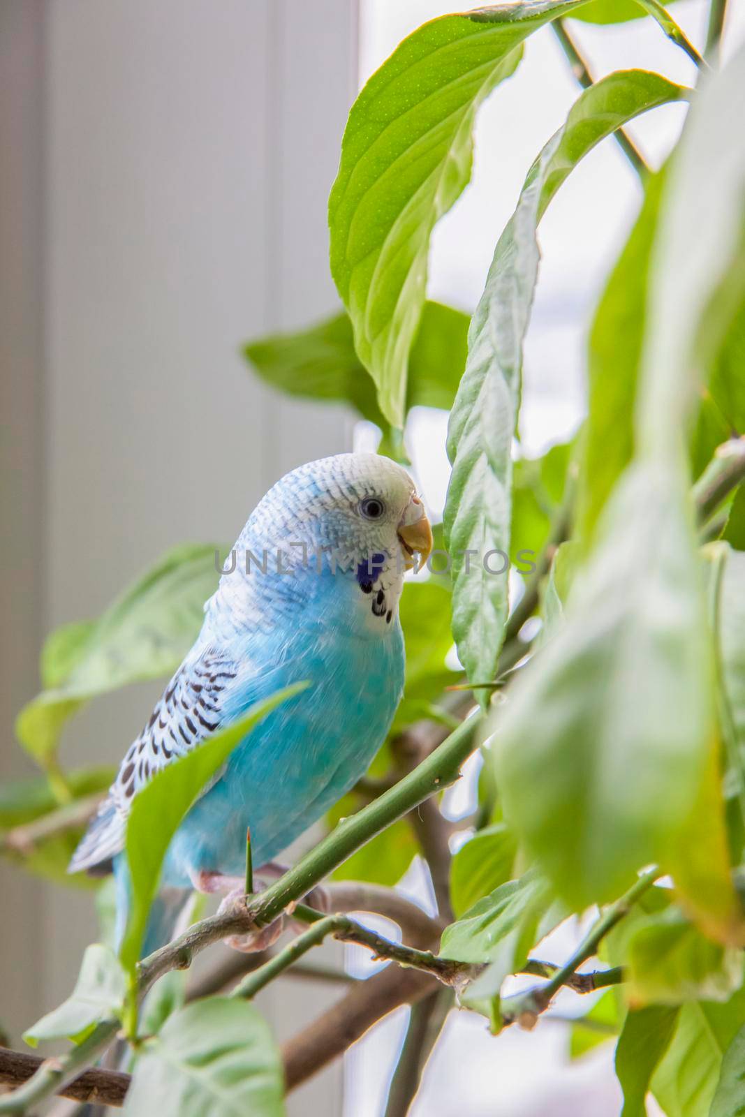 A beautiful blue budgie sits without a cage on a house plant. Tropical birds at home. by Alina_Lebed