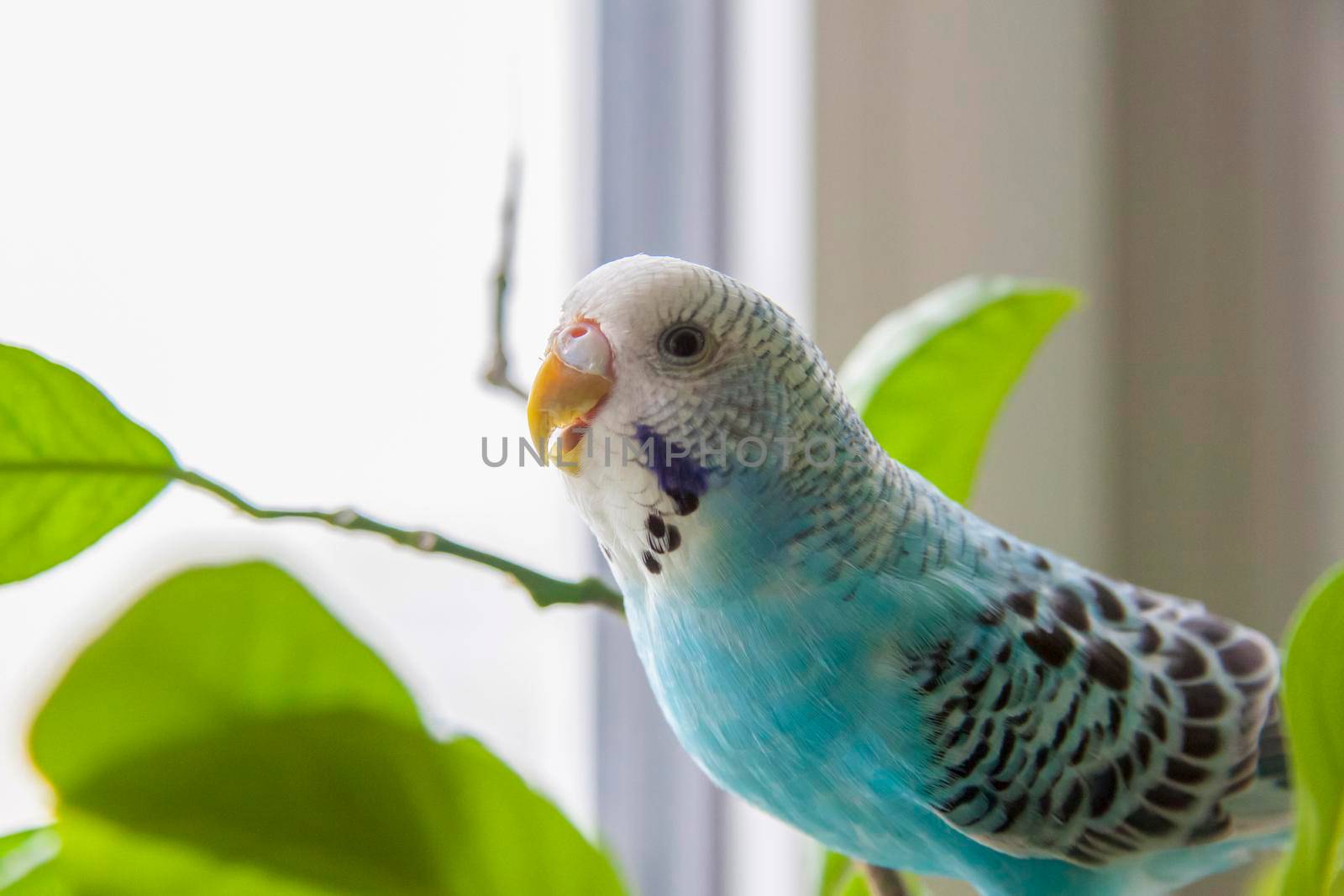 A beautiful blue budgie sits without a cage on a house plant. Tropical birds at home. Feathered pets at home.  