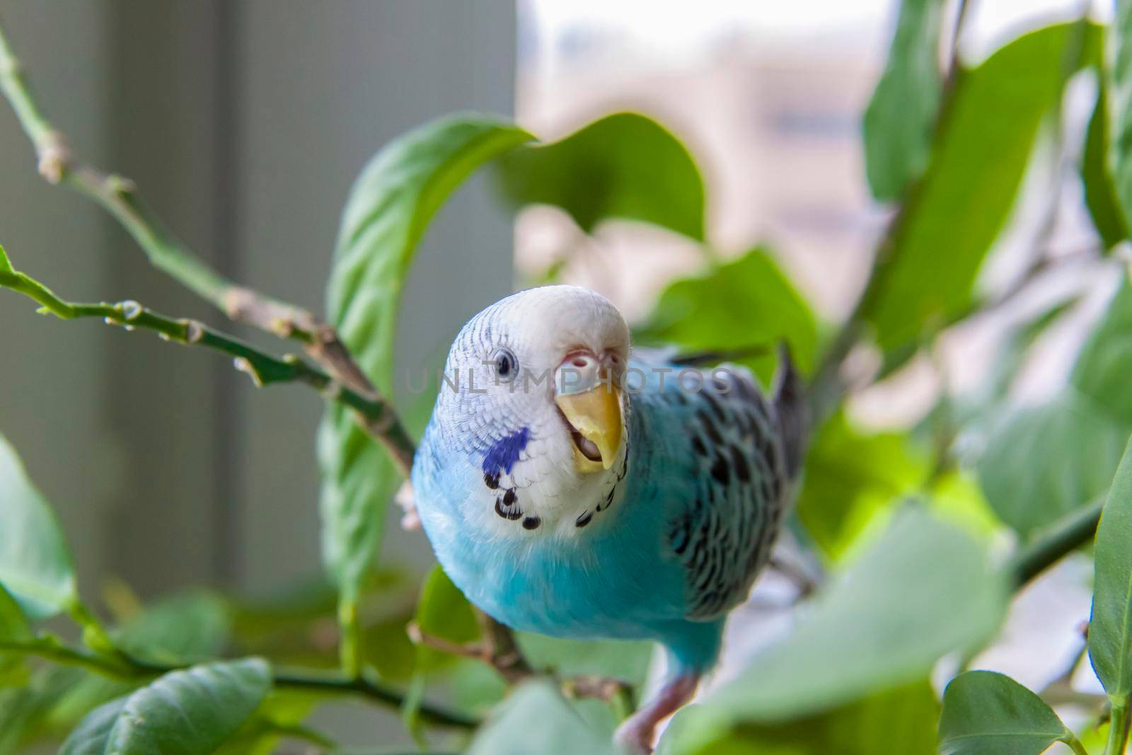 A beautiful blue budgie sits without a cage on a house plant. Tropical birds at home.  by Alina_Lebed