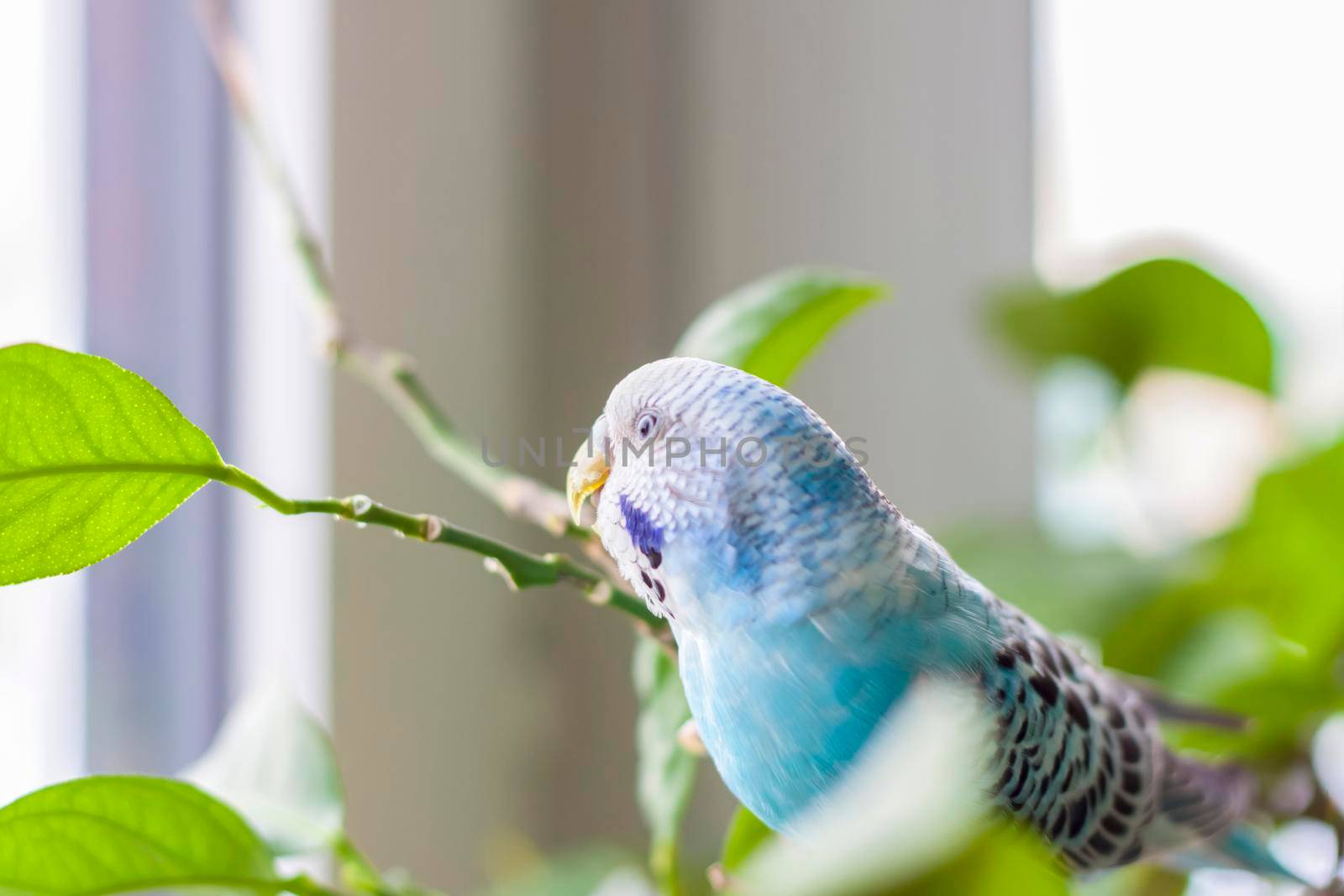 A beautiful blue budgie sits without a cage on a house plant. Tropical birds at home. Feathered pets at home