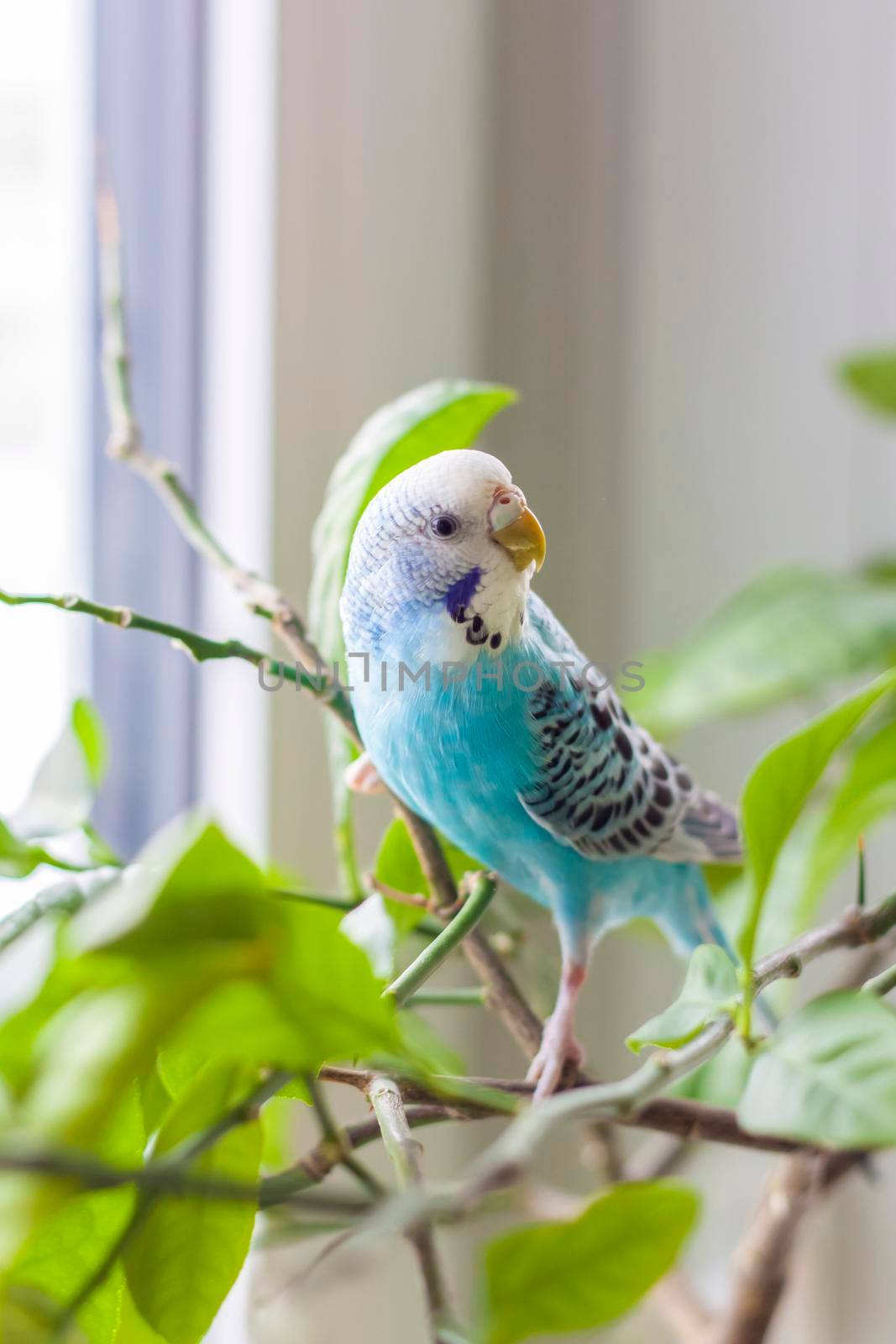 A beautiful blue budgie sits without a cage on a house plant. Tropical birds at home. Feathered pets at home.