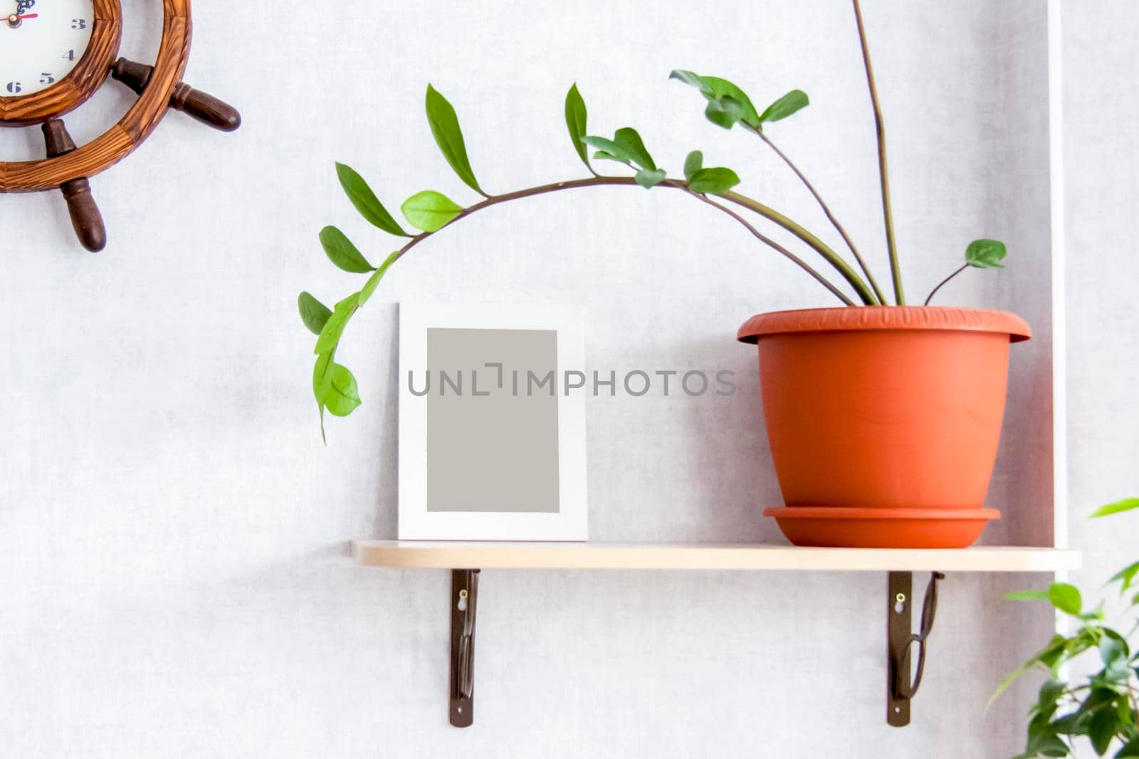 Home garden. Photo frame on the shelf. Potted flowers. Stylish botanical interior. The concept of home gardening.  by Alina_Lebed