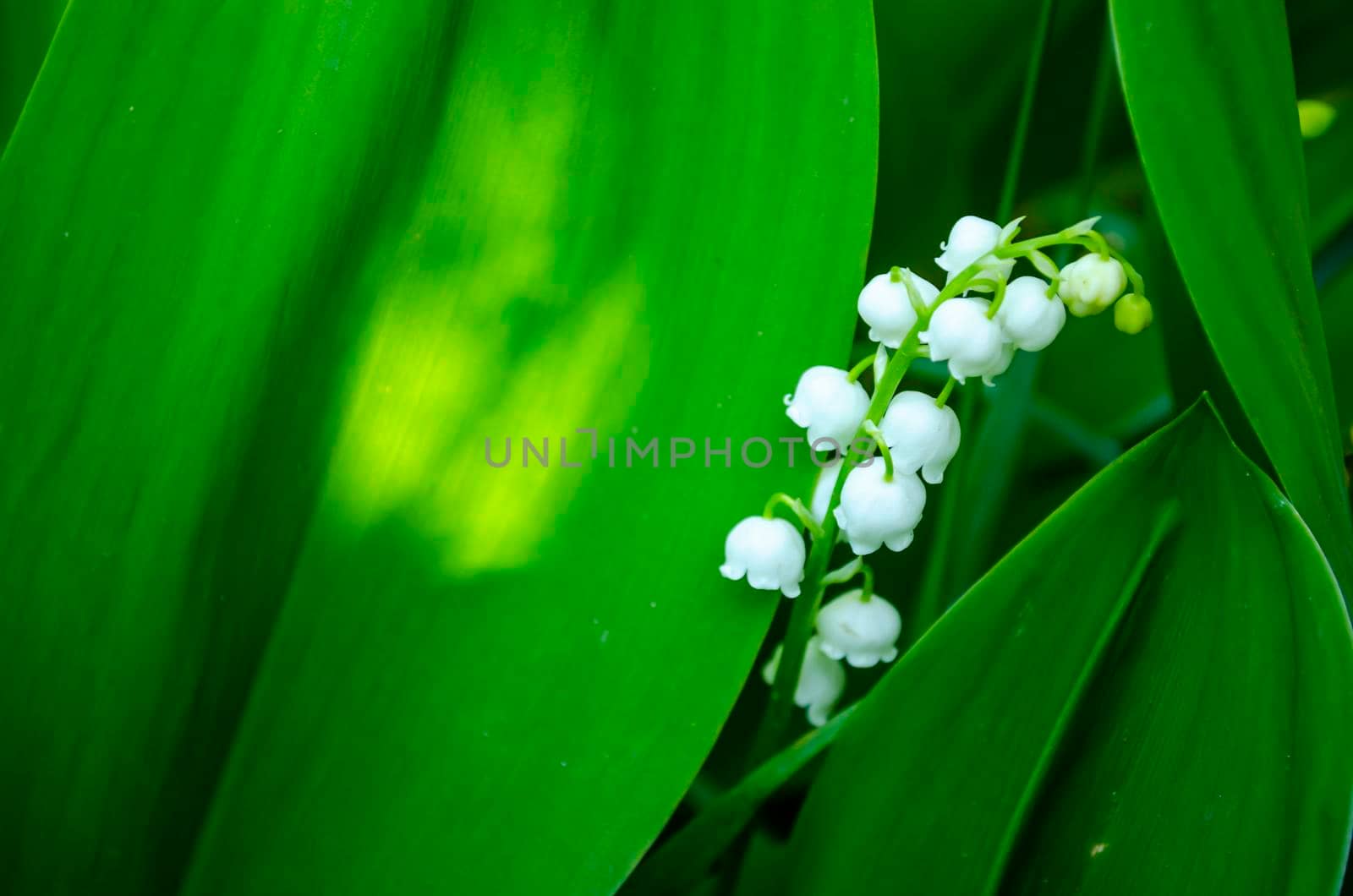 Flower Spring Sun White Green Background May lily of the valley, white flowers on a background of dark green leaves. Spring flower lily of the valley. Lily of the valley. Ecological background Blooming lily of the valley green grass background in the sunlight.