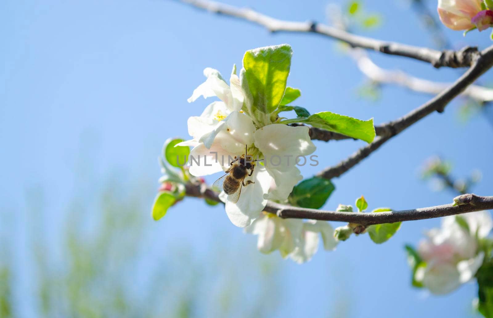 Spring flowering apple tree. Many blossoming white flowers on the branches of the tree. Spring agro concept