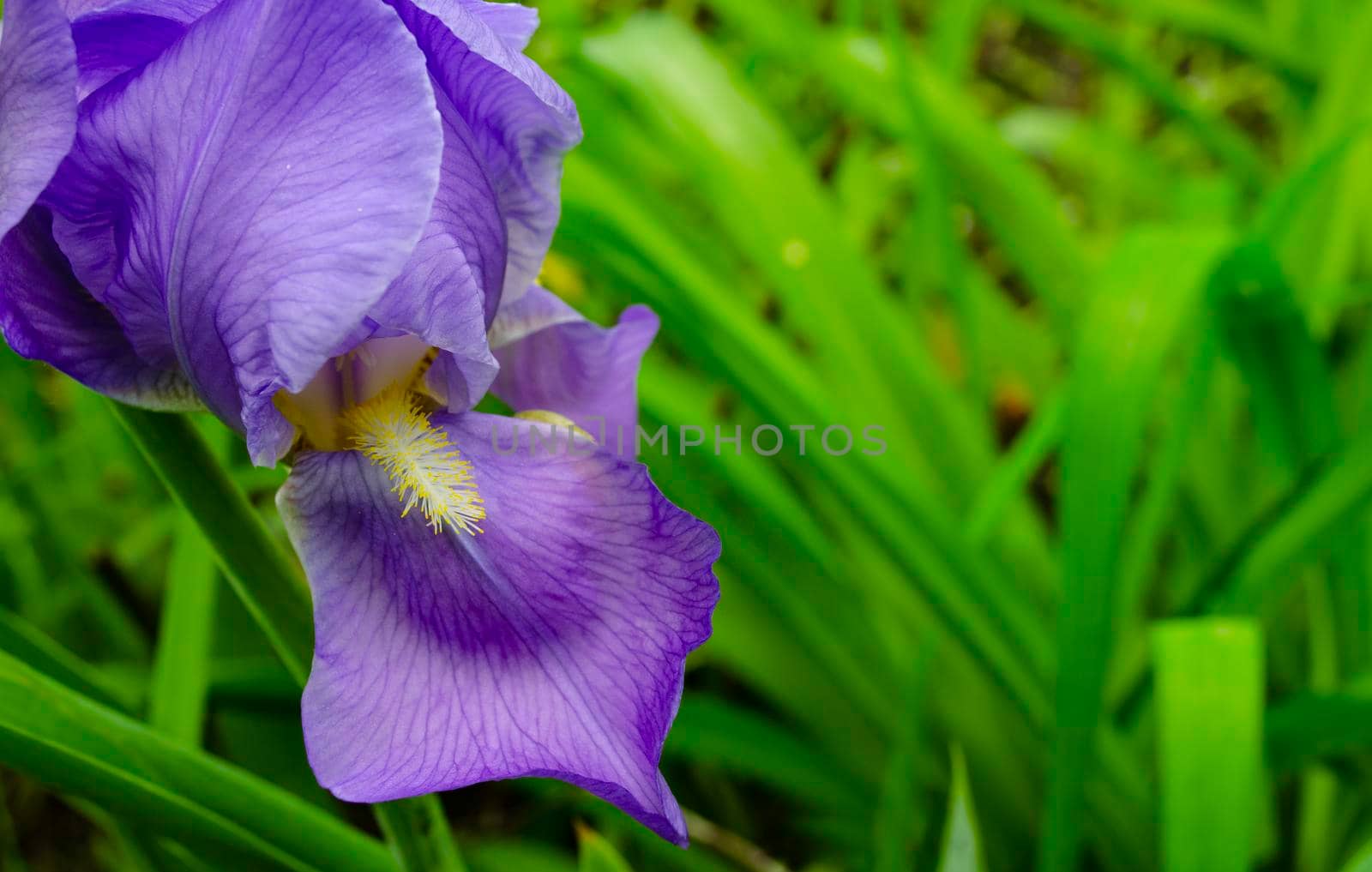 Purple on a long stem on a fresh green blurred background. Focus on foreground. Bokeh.