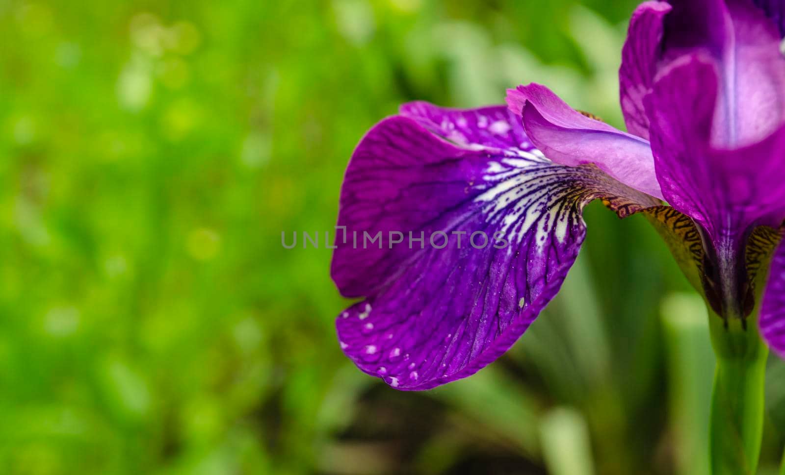 Purple on a long stem on a fresh green blurred background. Focus on foreground. Bokeh. Space for text. by mtx