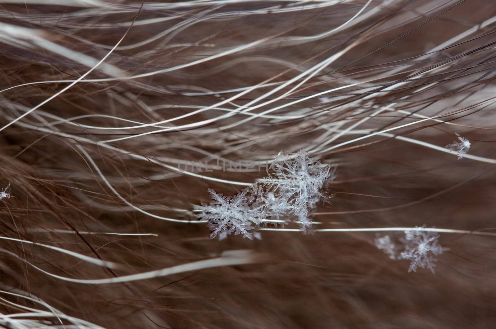 Snowflakes lie on long natural fur, fur fibers are visible, real macro by galinasharapova