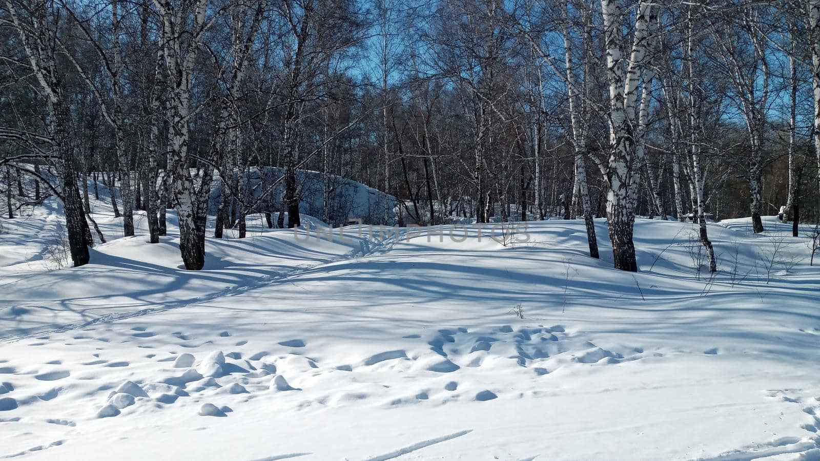 Winter forest, park. Birch trees in the snow, illuminated by the sun. Beautiful natural background.