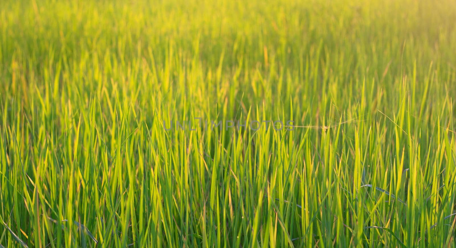 Rice field in the morning with the sun shining through.