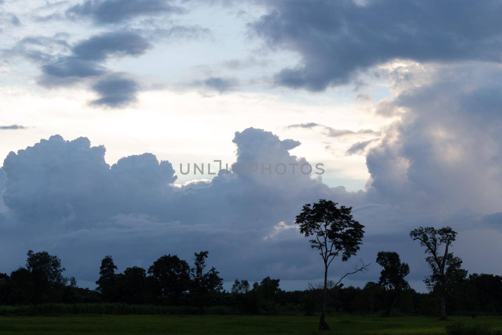 Landscape silhouette of trees with the sky in evening.