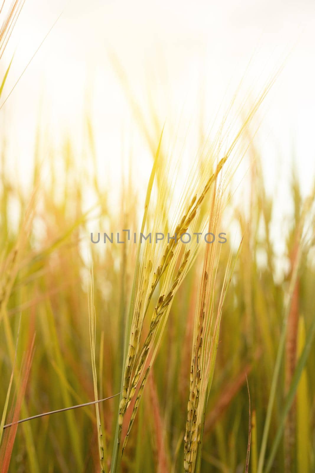 Sunset sky with rice fields yellow sky background.