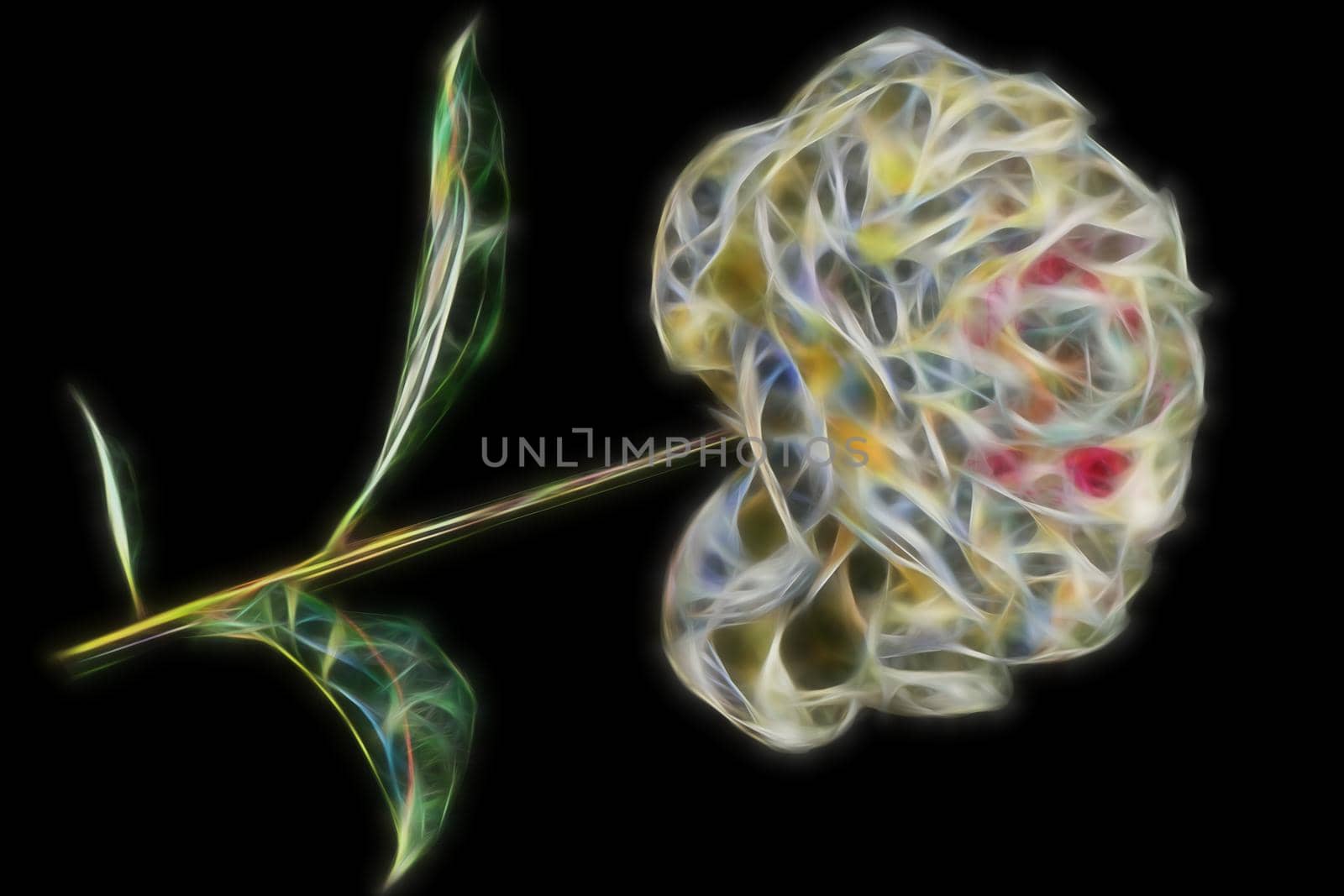 Isolate lush white peony on white background.