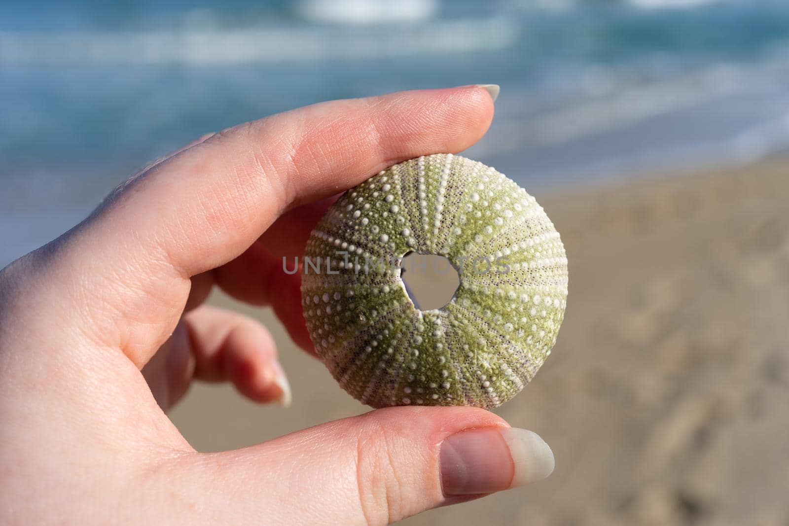 Skeleton of a sea urchin in a woman's hand on the background of the sea