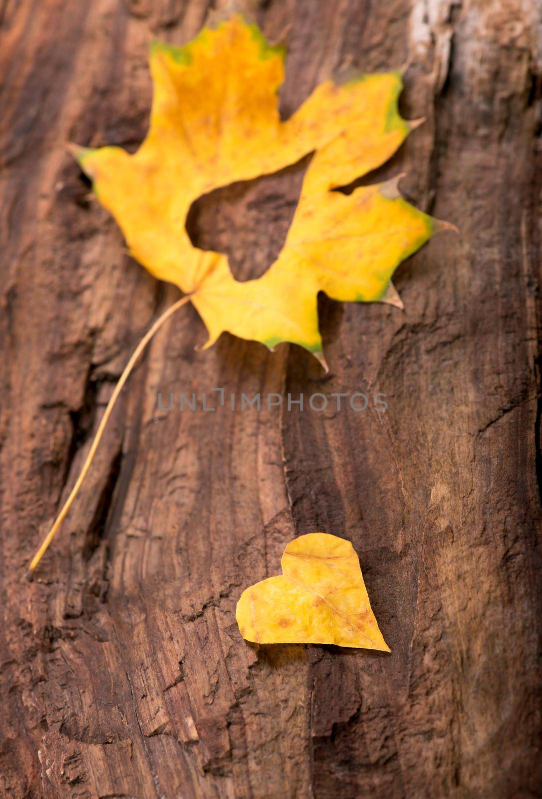 Autumn leaves. Autumn leaves heart. Autumn leaves on wood background