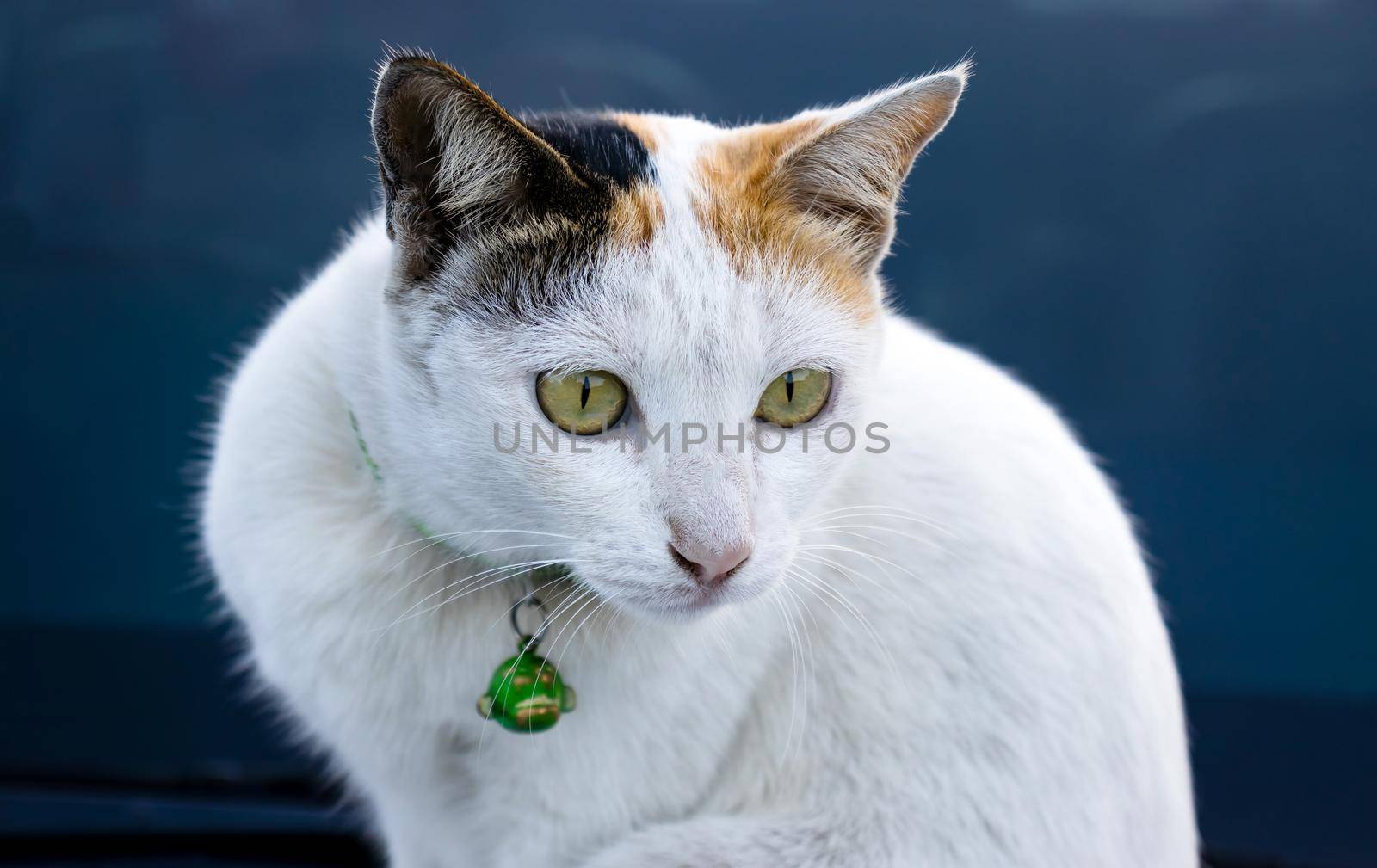 A white-gray cat with a green collar by suththisumdeang