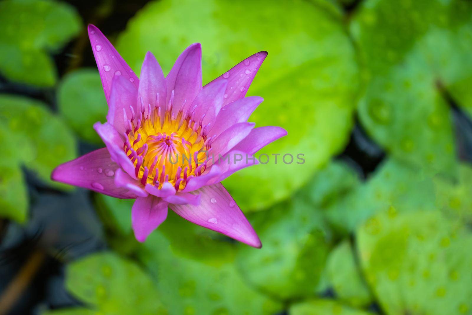 beautiful pink lotus by suththisumdeang