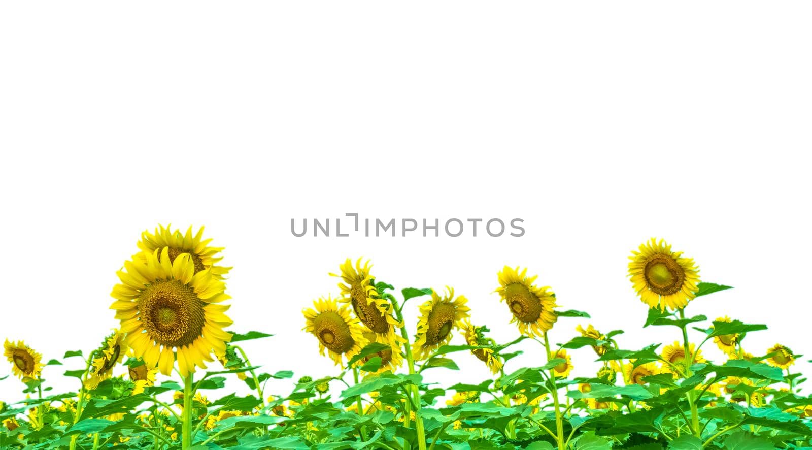 closeup look of colorful sun flowers by suththisumdeang
