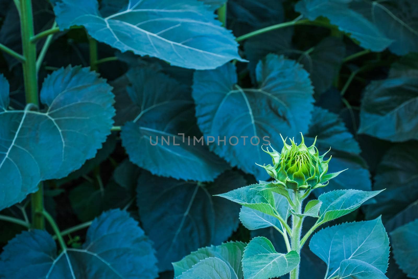 Green flower , Young sunflower flower on dark green leaf background.