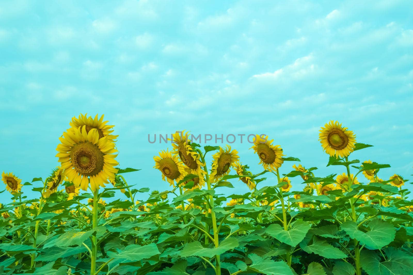 Green flower , Young sunflower flower by suththisumdeang